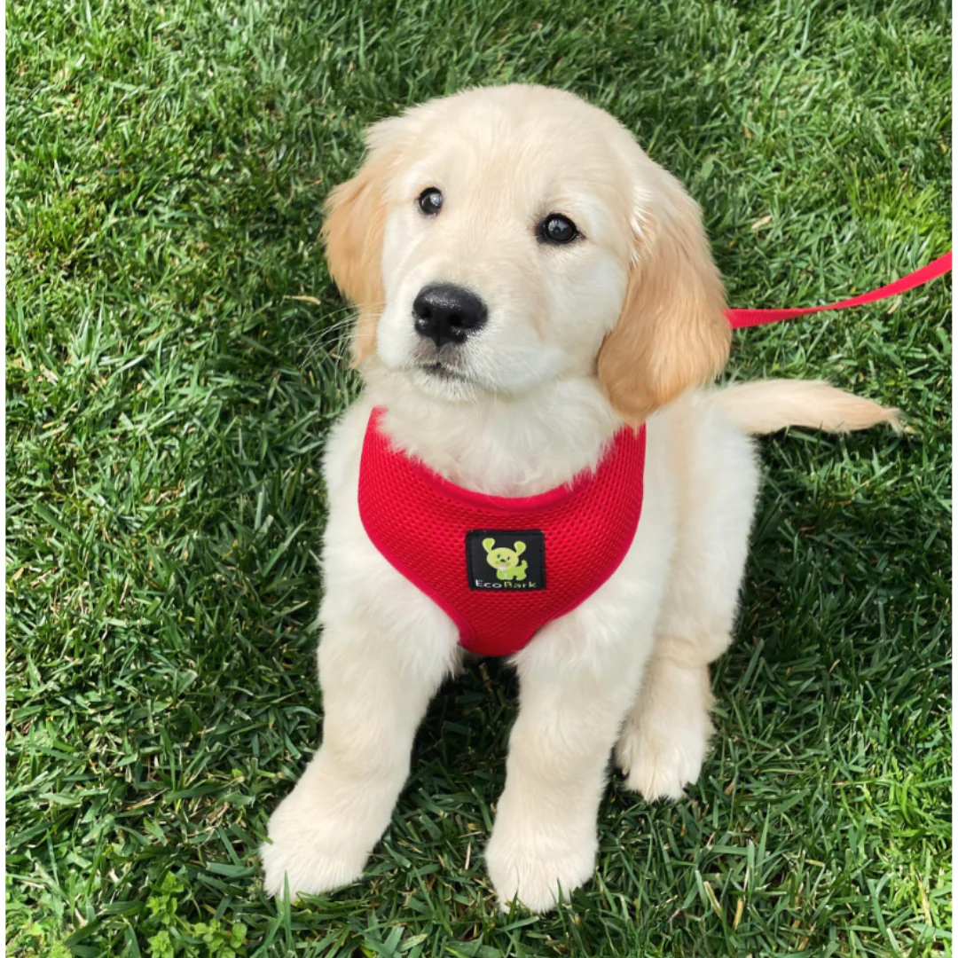 EcoBark Chery Red Dog Harness - Over-the-Head Soft Mesh Dog Vest Halter for Small to Medium Dogs and Puppies - Image 8