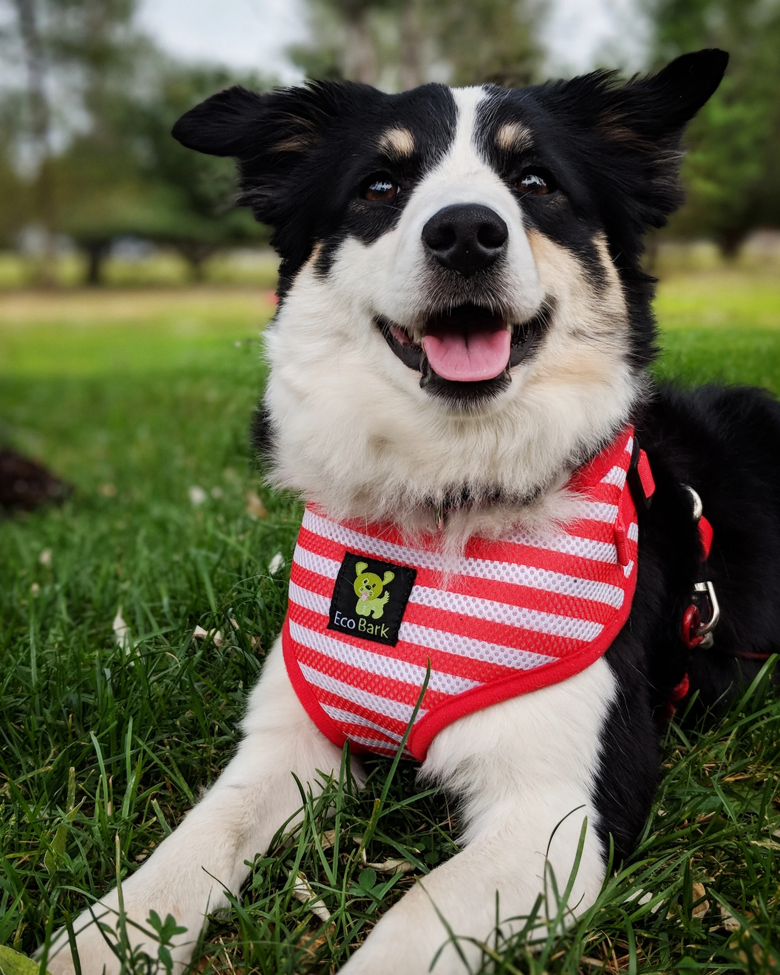 EcoBark Custom-Fit Harness & Leash Combo - Red Stripe - Image 7