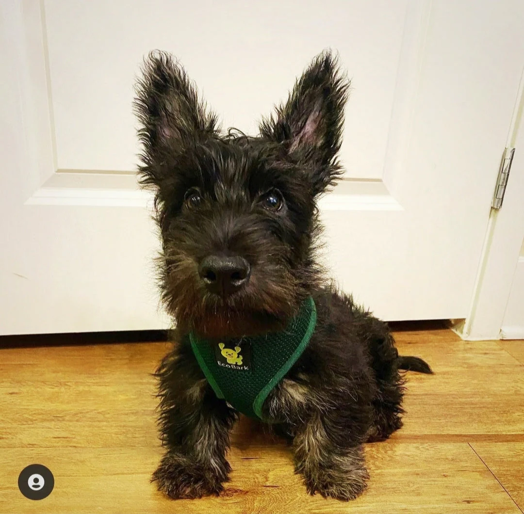 EcoBark Forest Green Dog Harness - Over-the-Head Vest Halter Soft Mesh for Small to Medium Dogs - Image 5