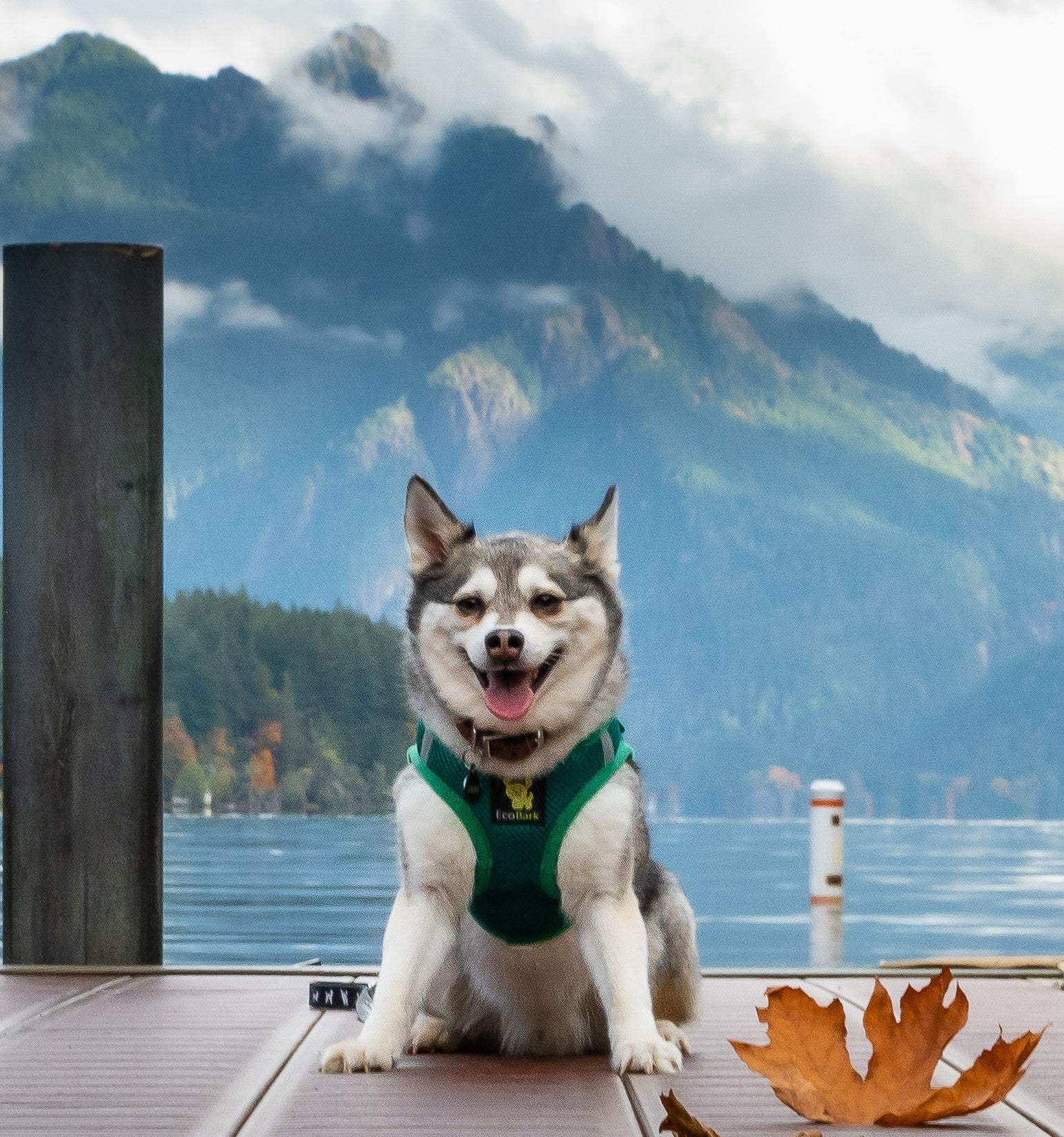 EcoBark Forest Green Step In Dog Harness - Reflective Soft Mesh Harness for Teacup, Small Dogs and Puppies - Image 7