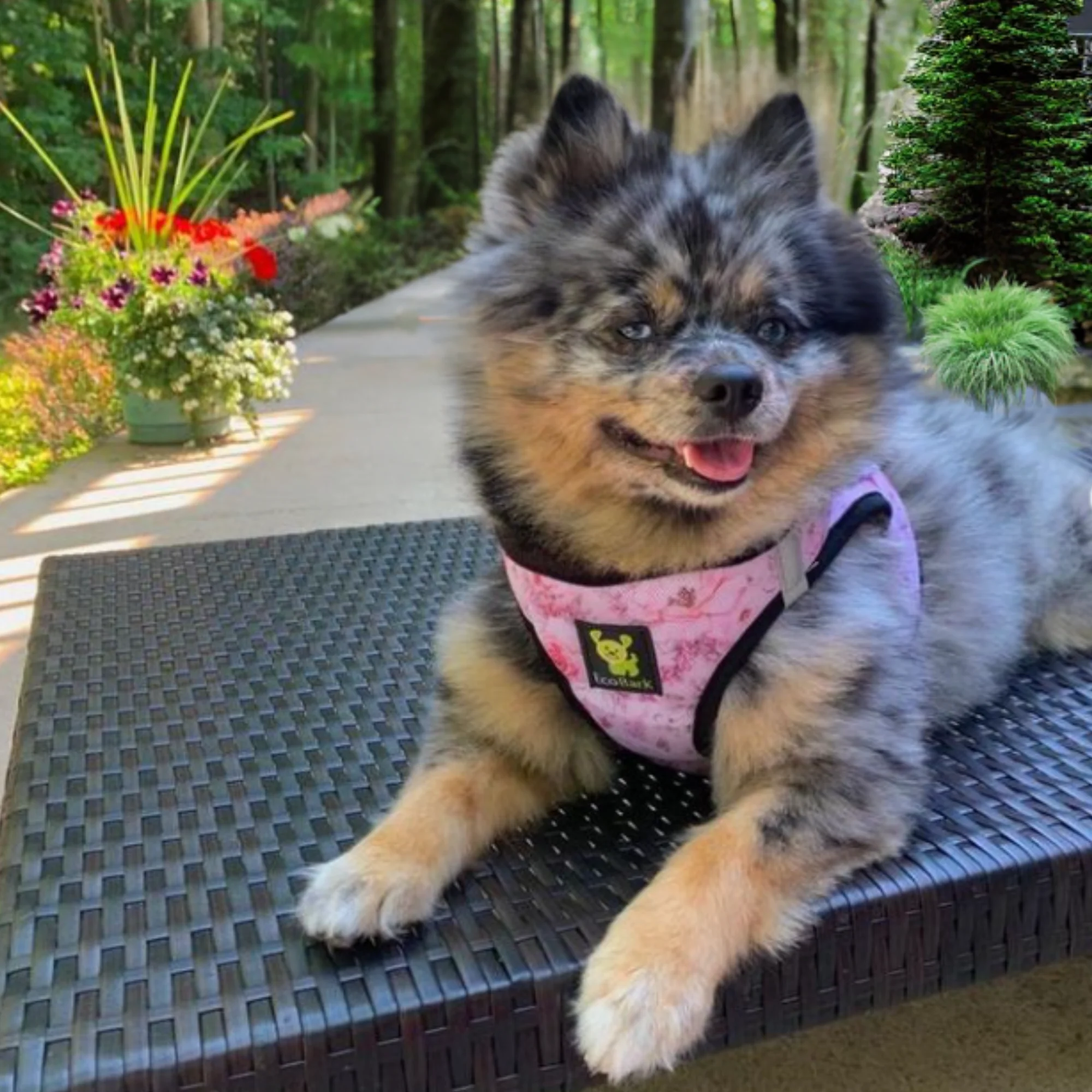 EcoBark French Floral Step In Dog Harness - Reflective Soft Mesh Harness for Teacup, Small Dogs and Puppies - Image 8