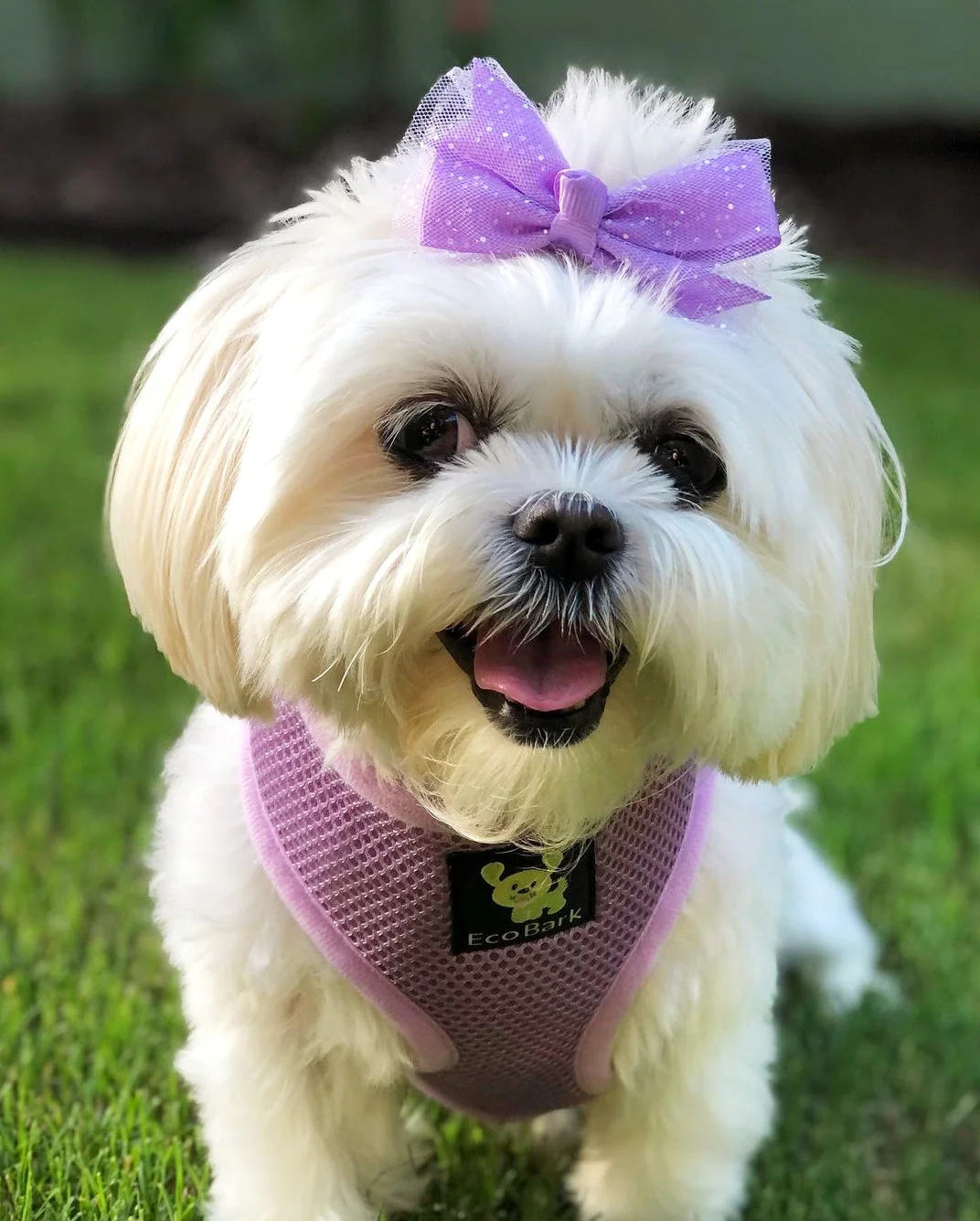 EcoBark Lavender Dog Harness - Over-the-Head Soft Mesh Vest Halter for XS to Medium Breed Dogs - Image 5