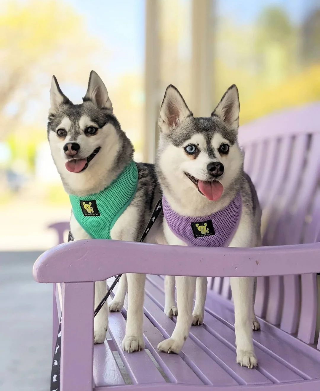 EcoBark Lavender Dog Harness - Over-the-Head Soft Mesh Vest Halter for XS to Medium Breed Dogs - Image 6