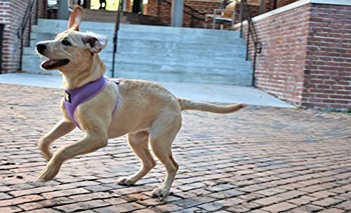 EcoBark Lavender Dog Harness - Over-the-Head Soft Mesh Vest Halter for XS to Medium Breed Dogs - Image 7