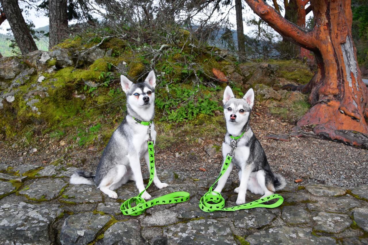 EcoBark Lime Green Dog Leash- Padded Comfort Grip Leash - 4ft, 5ft, and 6ft Dog Leash for Small and Medium Dogs - Image 11