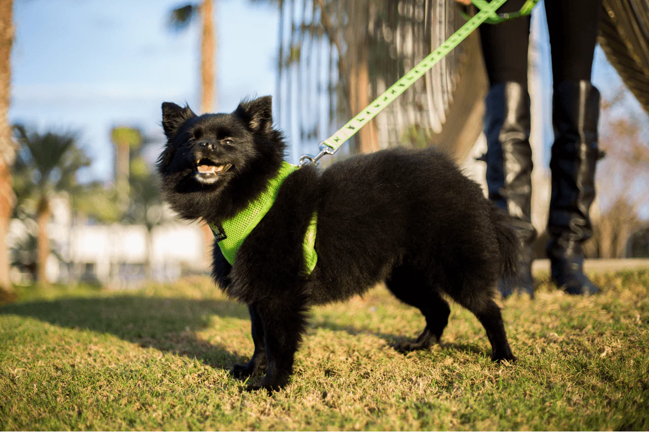 EcoBark Lime Green Dog Leash- Padded Comfort Grip Leash - 4ft, 5ft, and 6ft Dog Leash for Small and Medium Dogs - Image 12