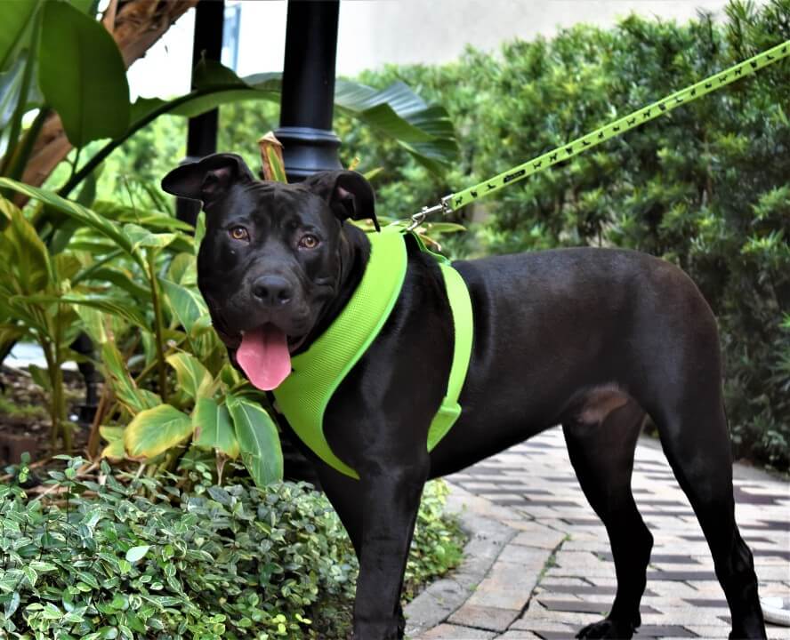 EcoBark Lime Green Dog Leash- Padded Comfort Grip Leash - 4ft, 5ft, and 6ft Dog Leash for Small and Medium Dogs - Image 13