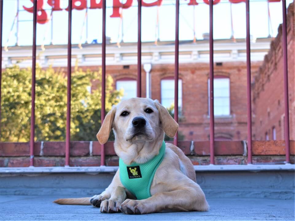 EcoBark Mint Turquoise Dog Harness - Over-the-Head Soft Mesh Vest Halter for Small to Medium Dogs - Image 6