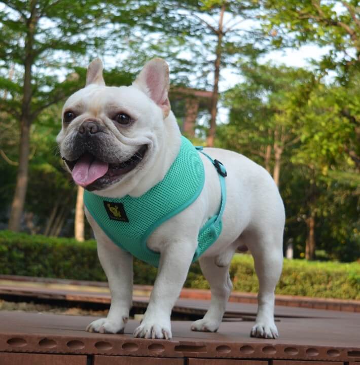 EcoBark Mint Turquoise Dog Harness - Over-the-Head Soft Mesh Vest Halter for Small to Medium Dogs - Image 7