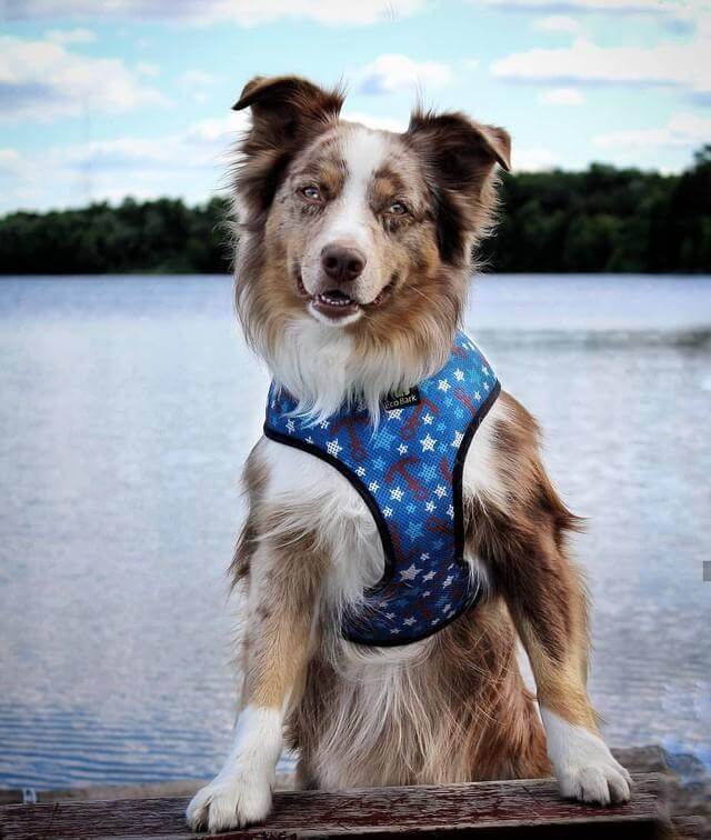 EcoBark Nautical Dog Harness - Over-the-Head Soft Mesh Vest Halter for Small to Medium Dogs - Image 7