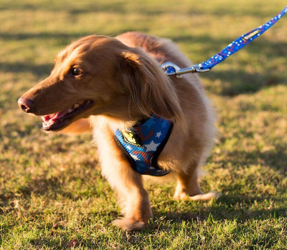 EcoBark Nautical Dog Leash-Padded Comfort Grip Leash - 5ft Leash for Small and Medium Dogs - Image 7