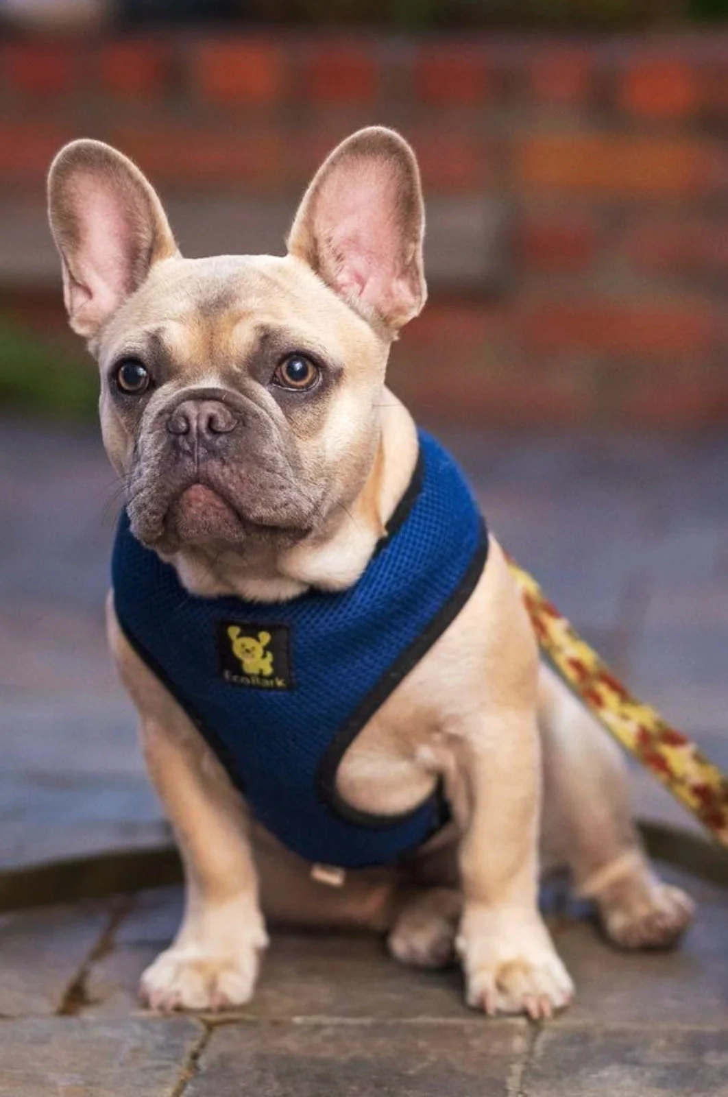 EcoBark Navy Dog Harness - Over-the-Head Soft Mesh Dog Vest Halter for Small to Medium Dogs and Puppies - Image 5