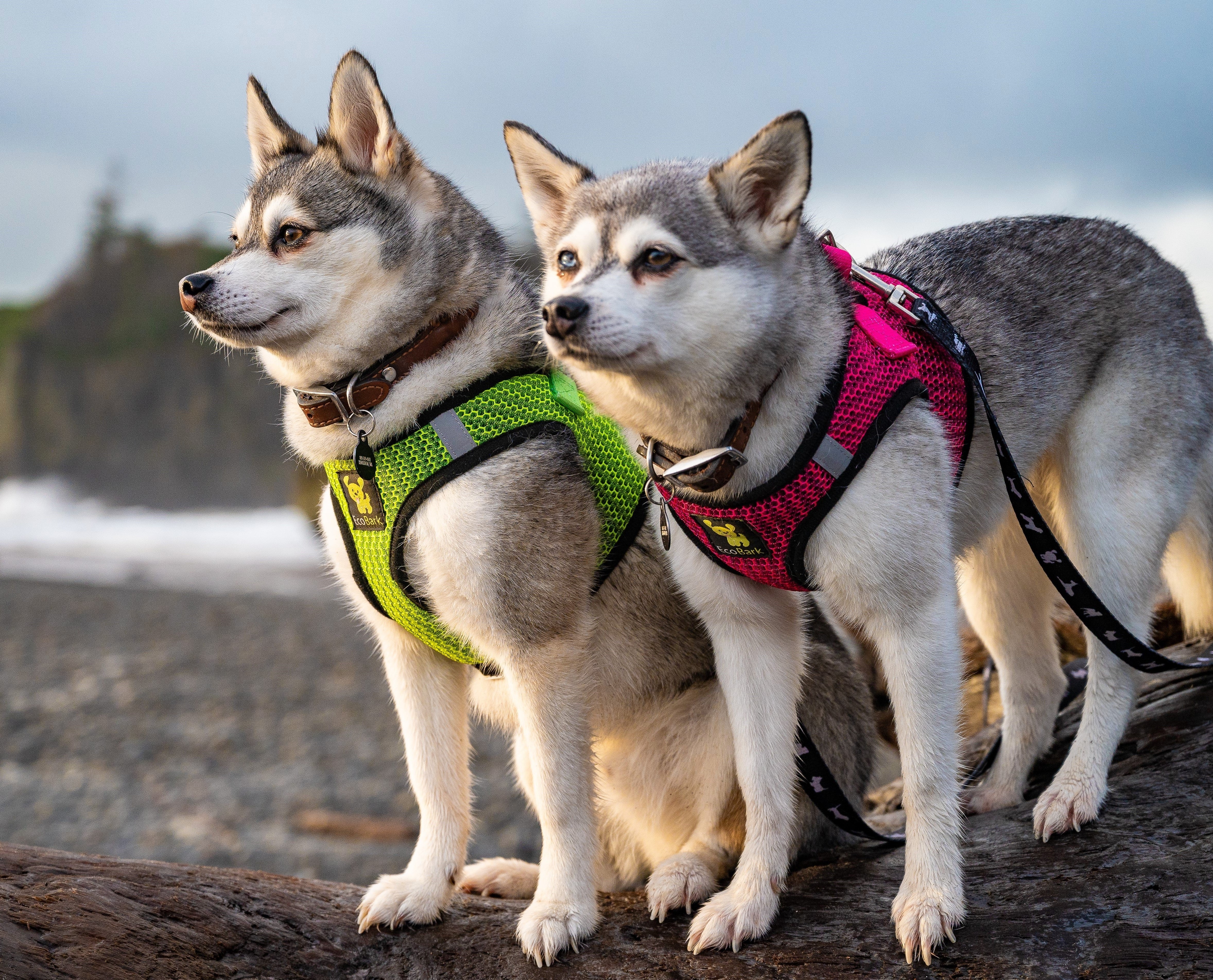 EcoBark Neon Green Step In Dog Harness - Rapid Fastener Reflective Soft Mesh Vest Halter for XXXS to Small Dogs and Puppies - Image 6
