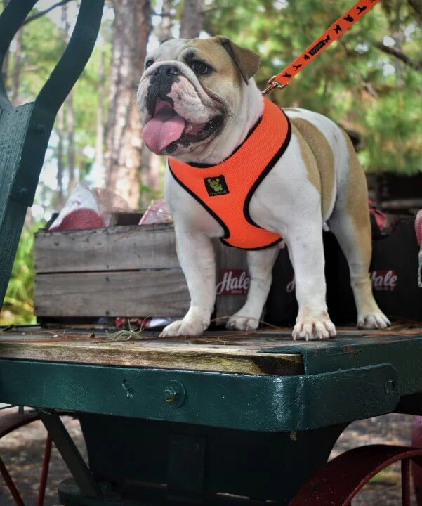 EcoBark Over-the-Head Dog Harnesses - 18 Colors & Patterns - Image 7