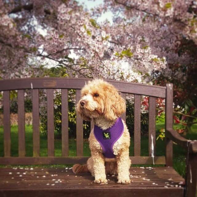 EcoBark Purple Dog Harness - Over-the-Head Soft Mesh Dog Vest Halter for Small to Medium Dogs and Puppies - Image 6