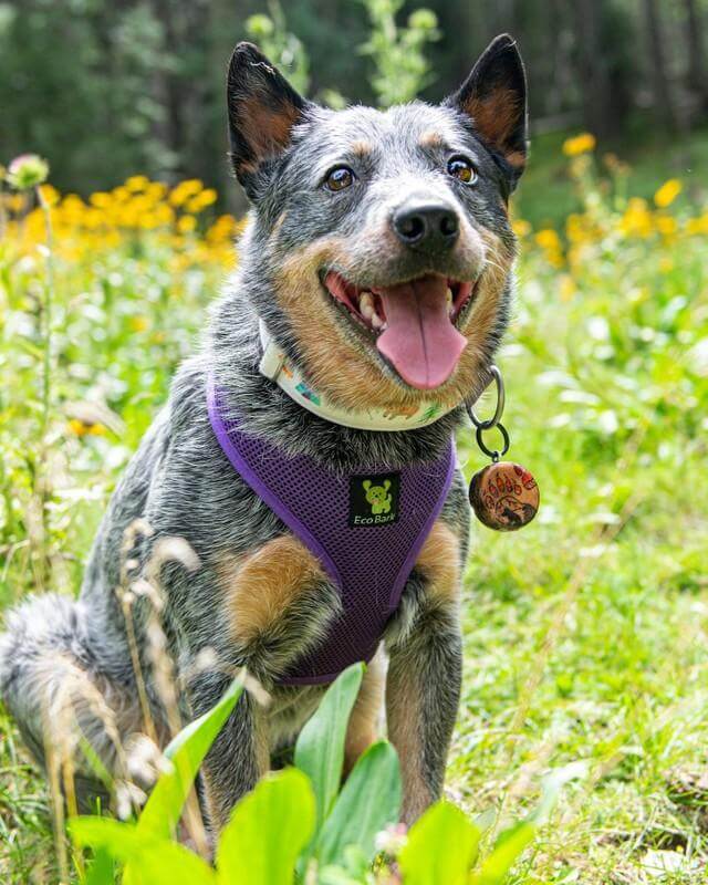 EcoBark Purple Dog Harness - Over-the-Head Soft Mesh Dog Vest Halter for Small to Medium Dogs and Puppies - Image 8