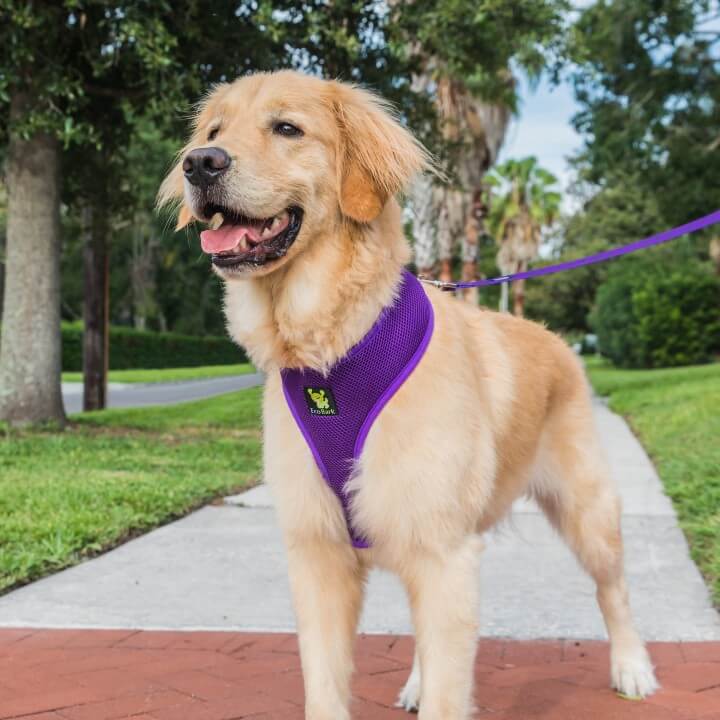 EcoBark Purple Dog Leash- Padded Comfort Grip Leash Dog Pattern - 4ft, 5ft, and 6ft  for XS, Small, and Medium Dogs - Image 10