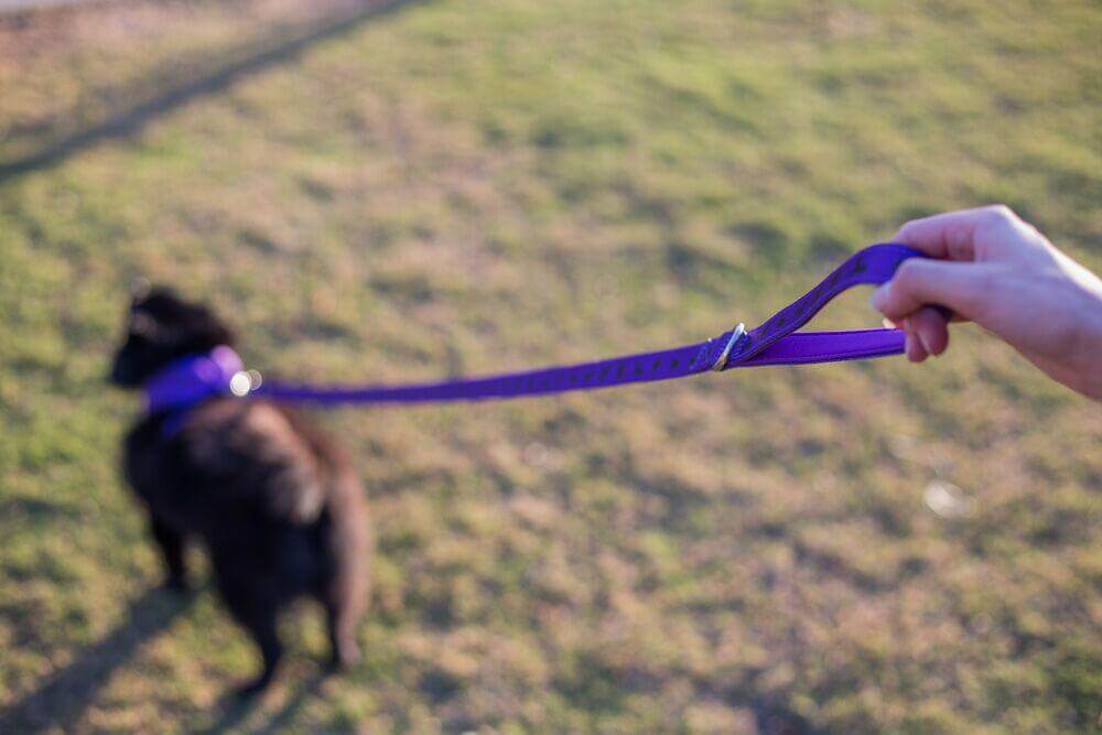 EcoBark Purple Dog Leash- Padded Comfort Grip Leash Dog Pattern - 4ft, 5ft, and 6ft  for XS, Small, and Medium Dogs - Image 11