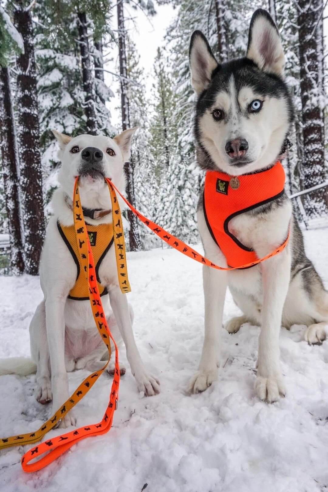 EcoBark Safety Orange Dog Leash- Padded Comfort Grip Leash with Dog Pattern - 4ft, 5ft, and 6ft Leash for Small and Medium Dogs - Image 10