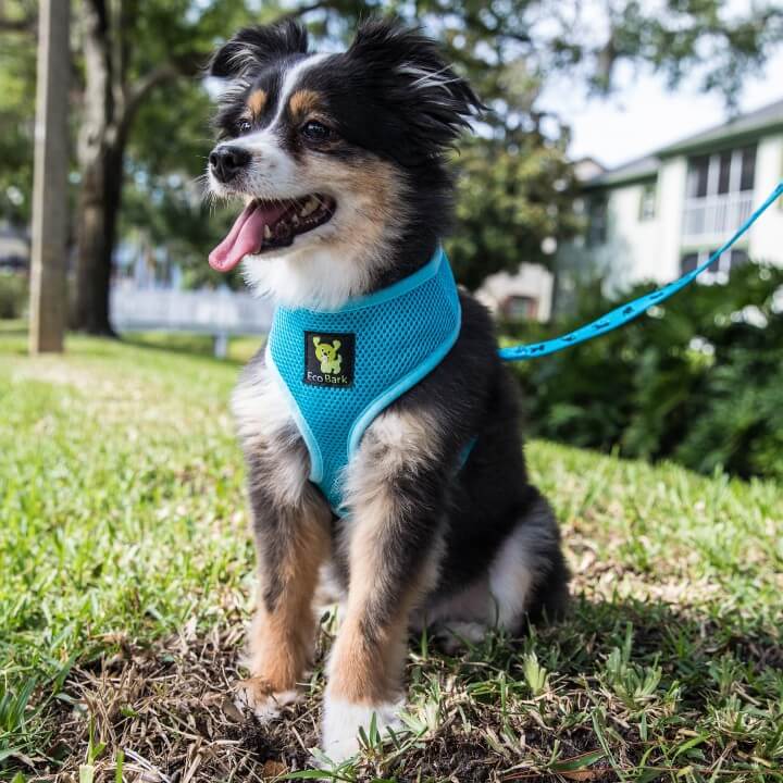 EcoBark Sky Blue Dog Harness - Over-the-Head Soft Mesh Dog Vest Halter for Small to Medium Dogs and Puppies - Image 6