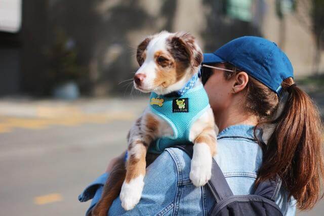 EcoBark Sky Blue Dog Harness - Over-the-Head Soft Mesh Dog Vest Halter for Small to Medium Dogs and Puppies - Image 7