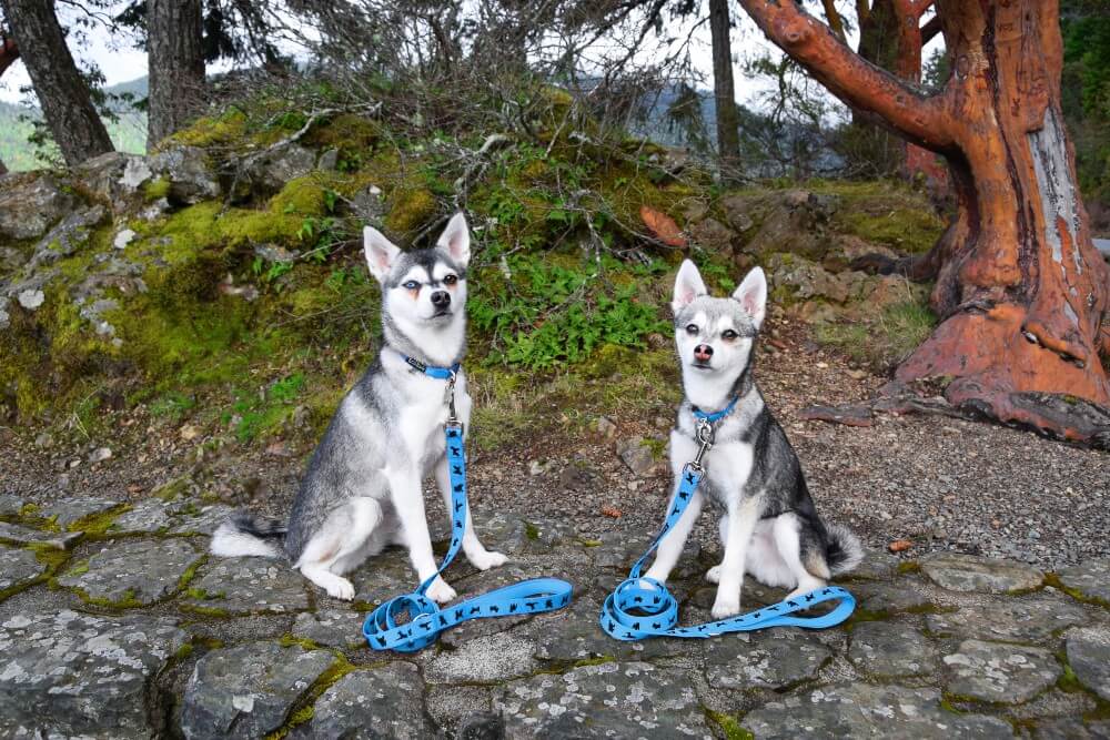 EcoBark Sky Blue Dog Leash- Padded Comfort Grip Padded Leash Dog Pattern - 4 Foot, 5 Foot, 6 Foot Leash for Small and Medium Dogs - Image 7