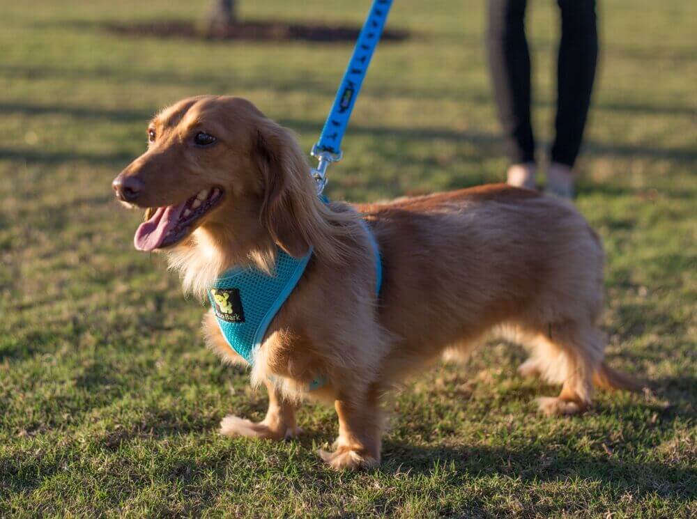 EcoBark Sky Blue Dog Leash- Padded Comfort Grip Padded Leash Dog Pattern - 4 Foot, 5 Foot, 6 Foot Leash for Small and Medium Dogs - Image 9