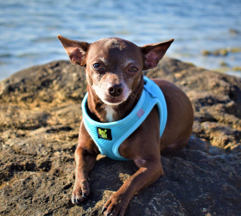 EcoBark Sky Blue Step In Dog Harness - Rapid Fastener Reflective Soft Mesh for XXXS to Small Dogs and Puppies - Image 2