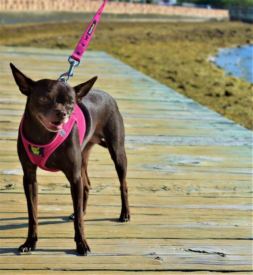 EcoBark Teacup Dog Harness - Step In Soft Mesh Reflective Dog Vest Halter for XXXS to Small Dogs and Puppies - Image 7