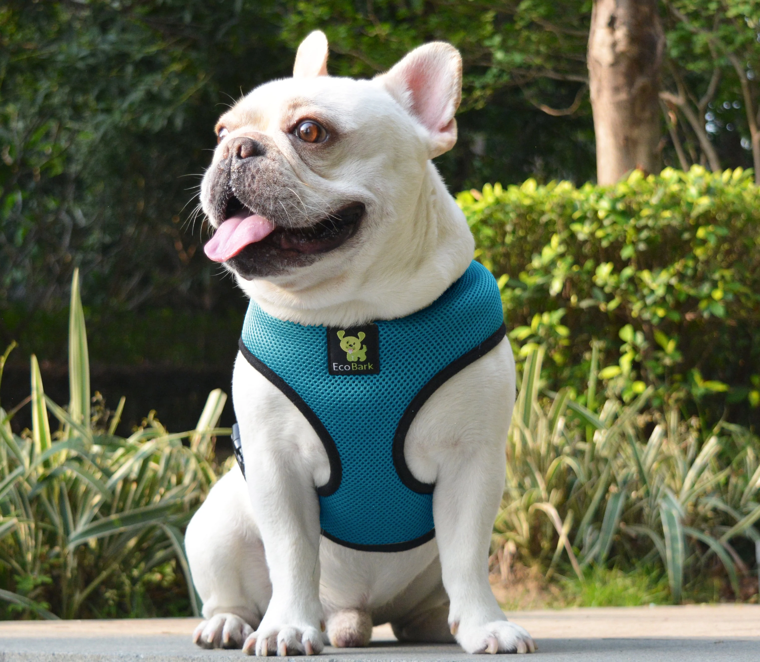 EcoBark Teal Dog Harness - Over-the-Head Soft Mesh Dog Vest Halter for Small to Medium Dogs and Puppies - Image 5
