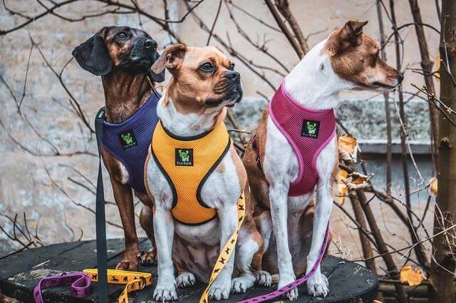 EcoBark Yellow Dog Harness - Over-the-Head Soft Mesh Dog Vest Halter for Small to Medium Dogs and Puppies - Image 6