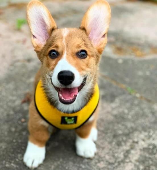 EcoBark Yellow Dog Harness - Over-the-Head Soft Mesh Dog Vest Halter for Small to Medium Dogs and Puppies - Image 7
