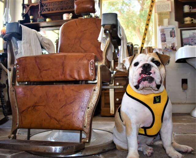 EcoBark Yellow Dog Harness - Over-the-Head Soft Mesh Dog Vest Halter for Small to Medium Dogs and Puppies - Image 8