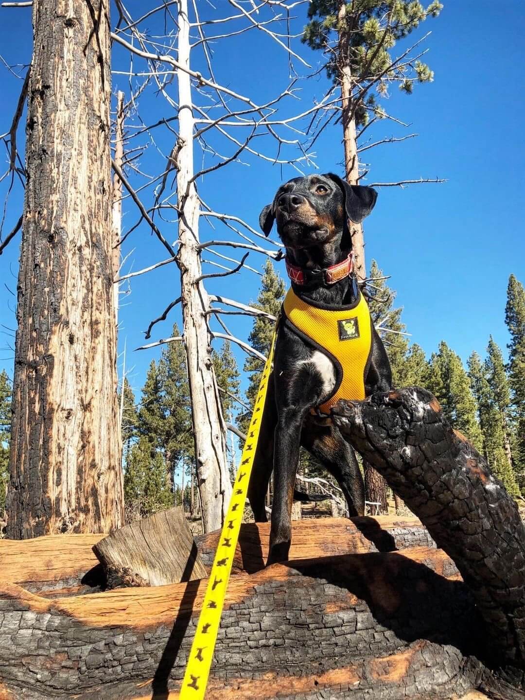 EcoBark Yellow Dog Leash- Padded Comfort Grip Padded Leash Dog Pattern - 4ft, 5ft, and 6ft Leash for Small and Medium Dogs - Image 10