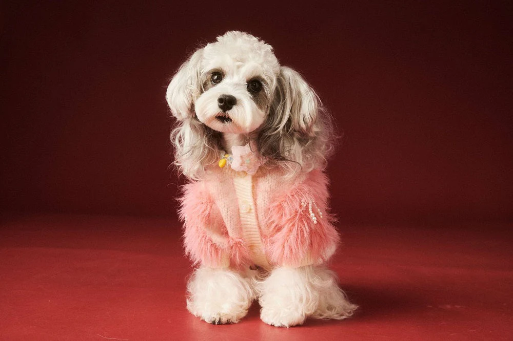 Elegant Pet Sweater Pink Jumper - Image 5