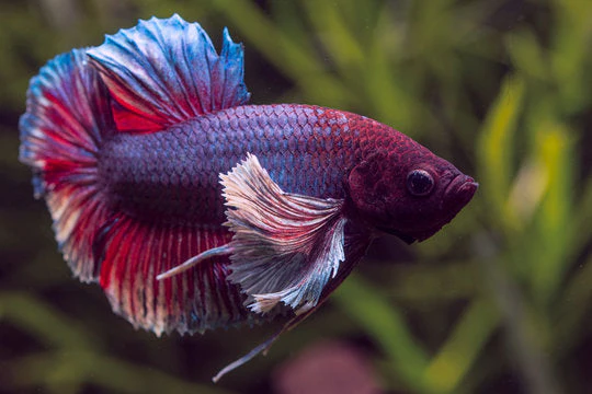 Elephant Ear Betta - Image 2