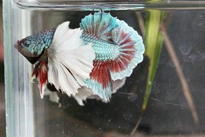 Elephant Ear Betta - Image 3