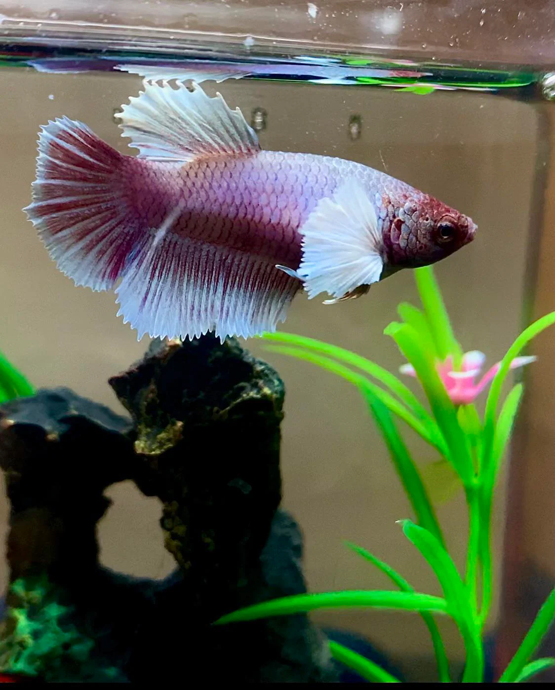 Elephant Ear Betta - Image 4