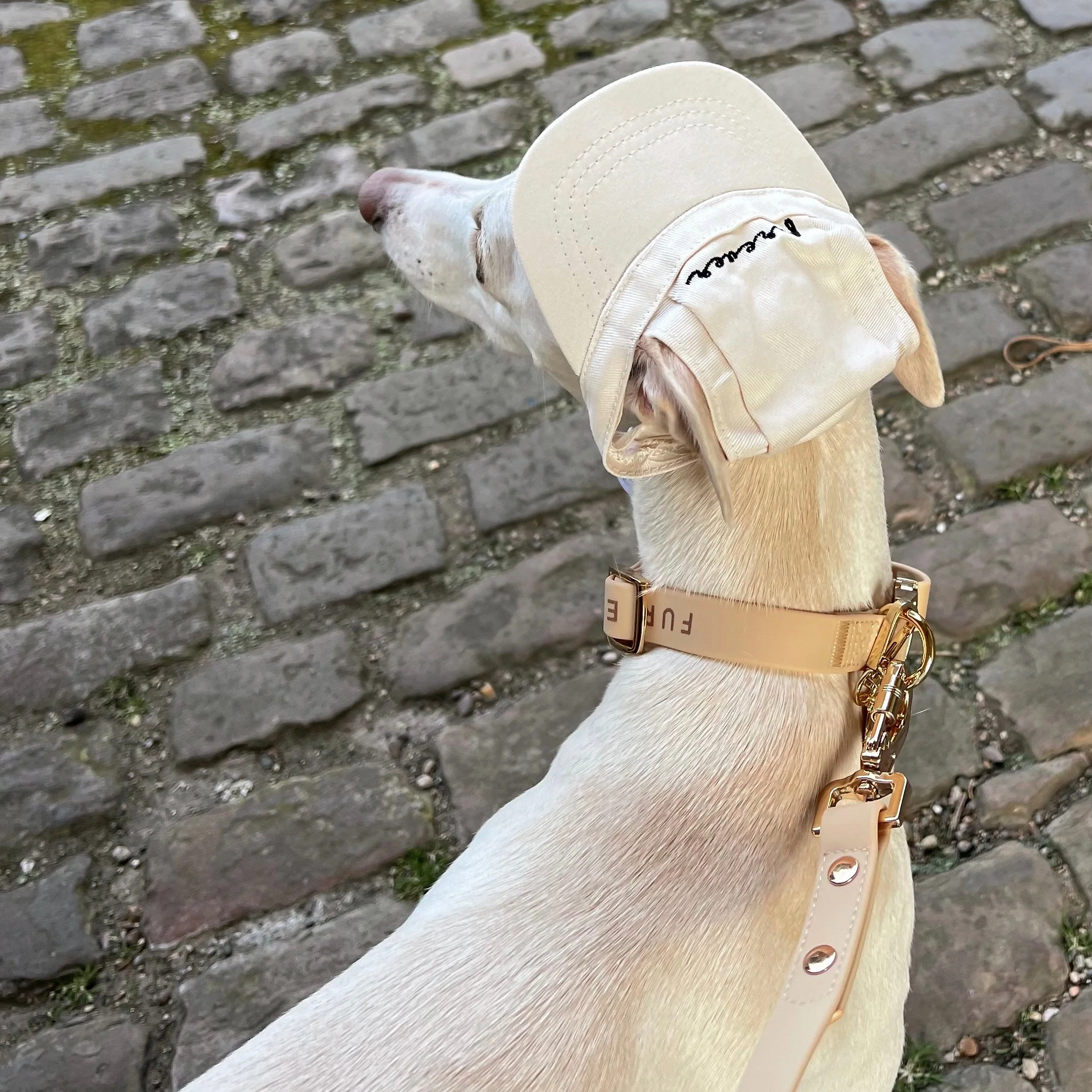 Elise Collar & Leash Set - Sand - Image 3