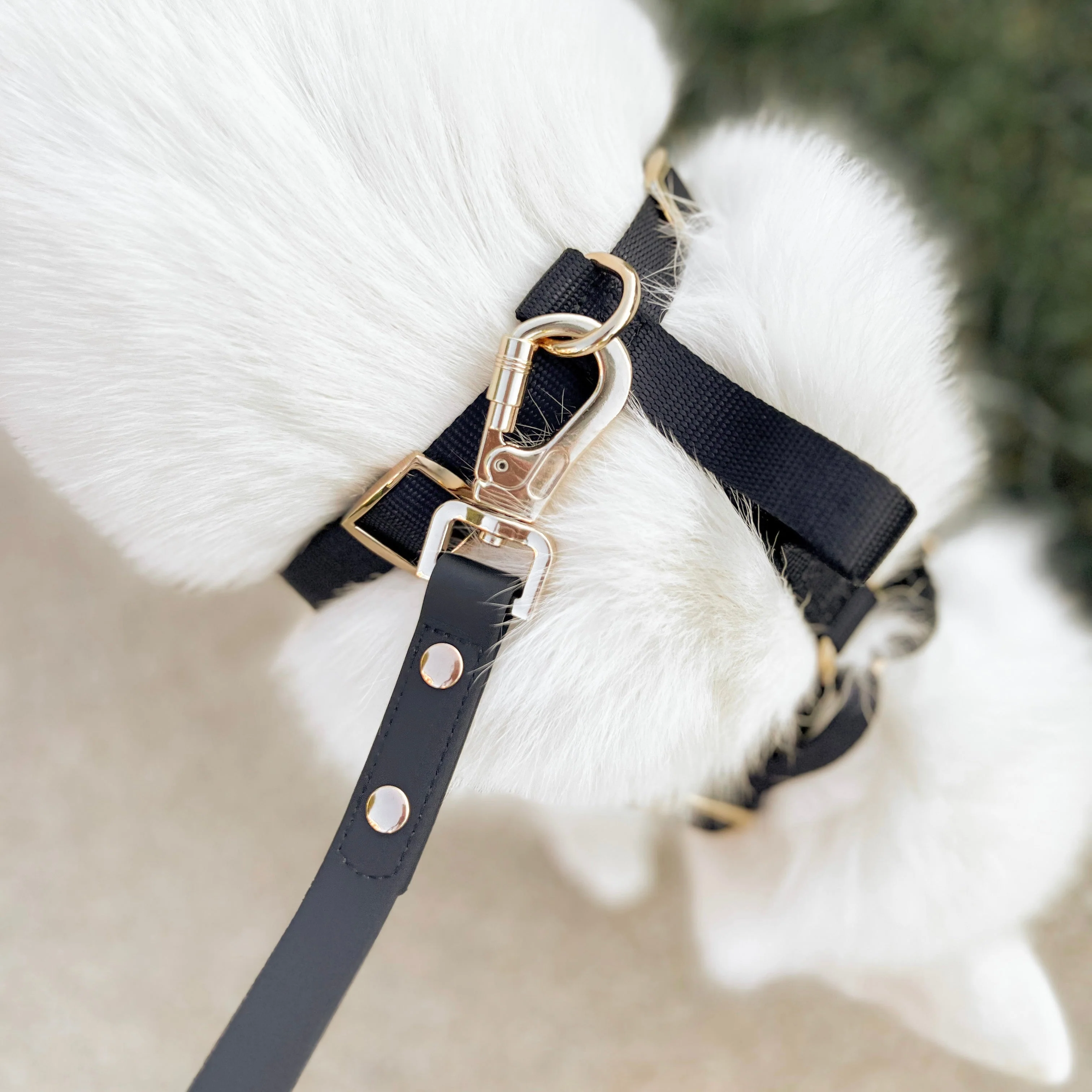 Elise Harness & Leash Set - Noir - Image 3