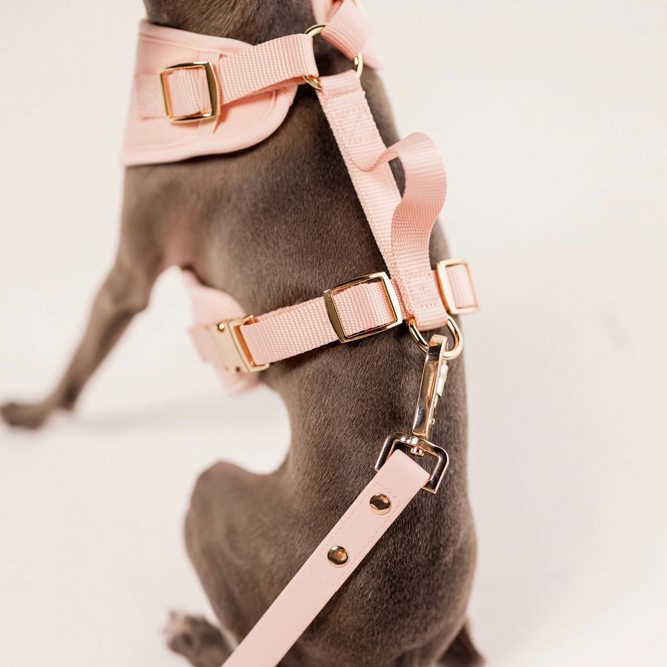 Elise Harness & Leash Set - Rose - Image 3