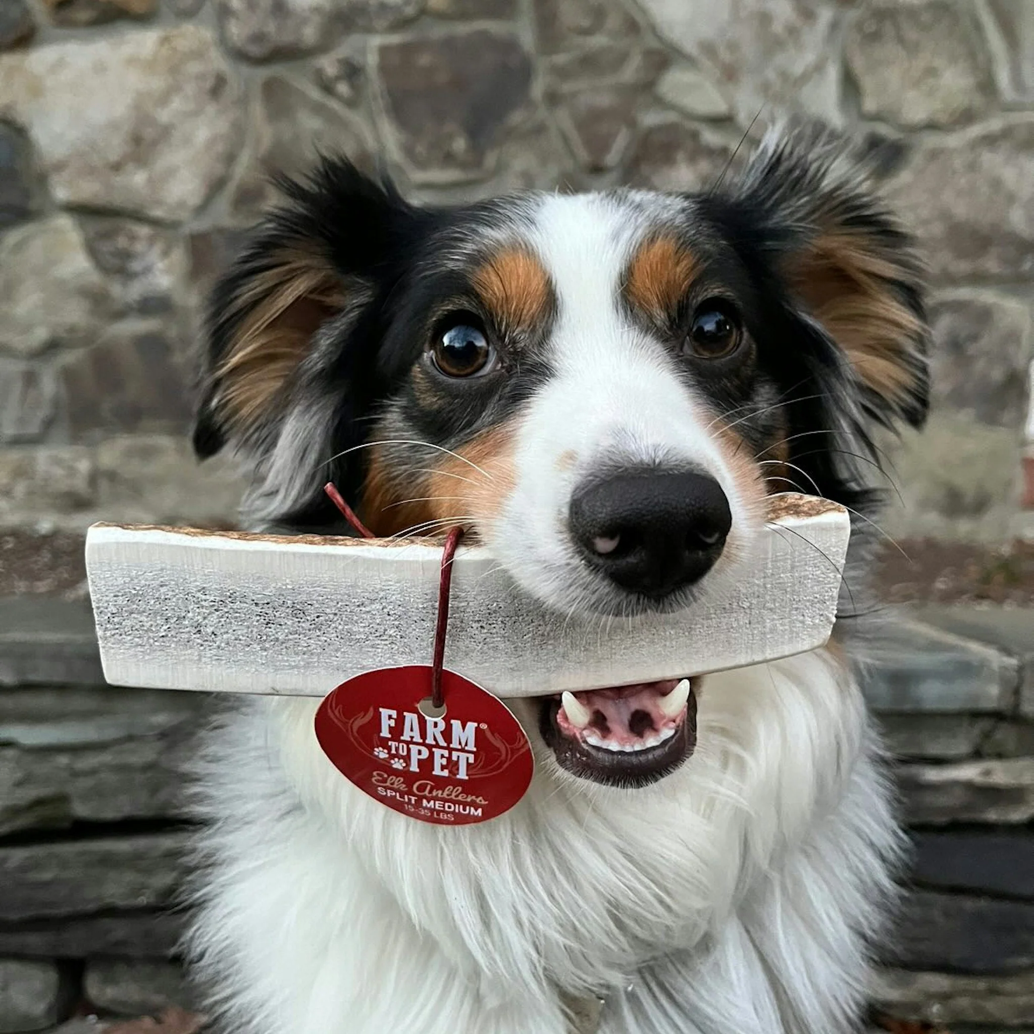 Elk Antler Dog Chews | All-Natural Whole and Split Elk Antler Chews for Dogs - Image 19