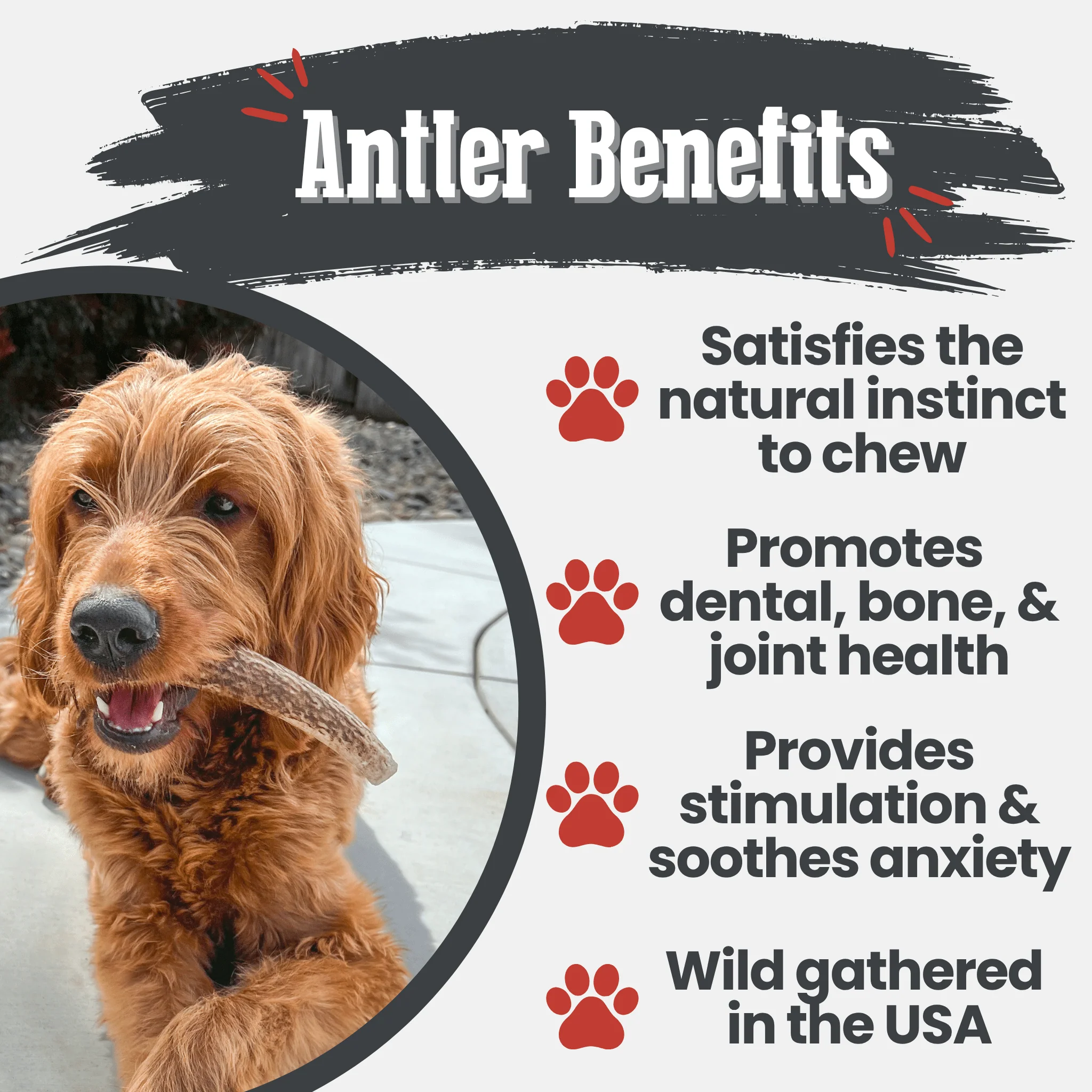 Elk Antler Dog Chews | All-Natural Whole and Split Elk Antler Chews for Dogs - Image 22