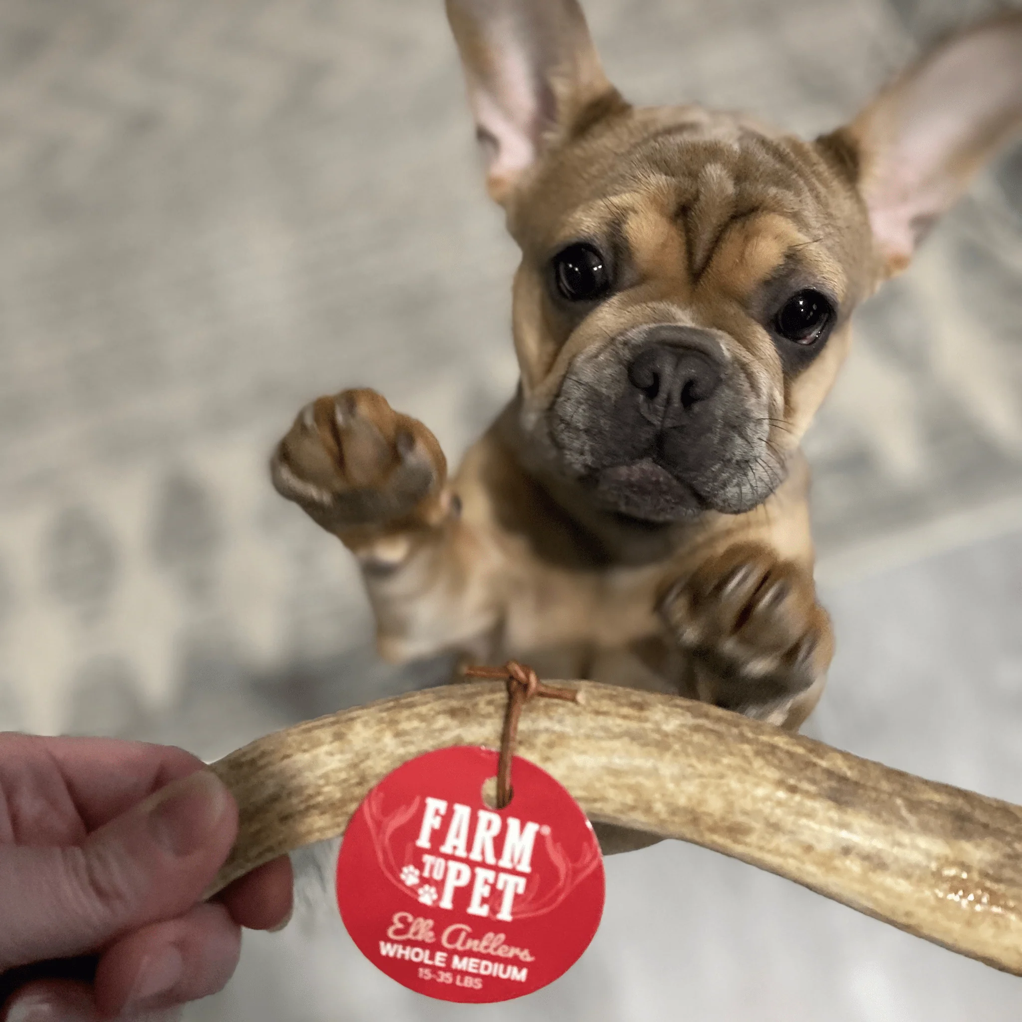 Elk Antler Dog Chews | All-Natural Whole and Split Elk Antler Chews for Dogs - Image 26