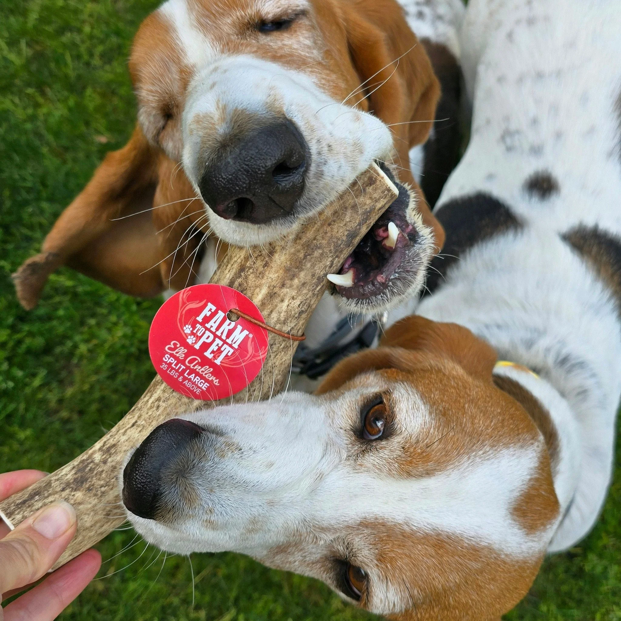 Elk Antler Dog Chews | All-Natural Whole and Split Elk Antler Chews for Dogs - Image 34