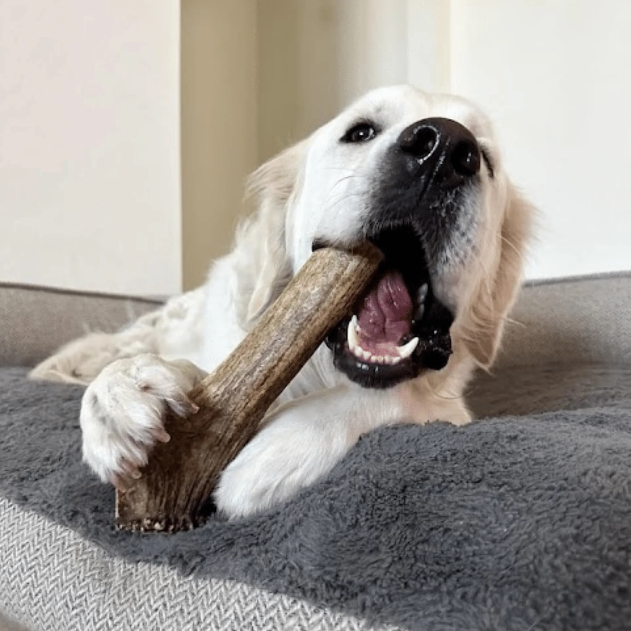 Elk Antler Dog Chews | All-Natural Whole and Split Elk Antler Chews for Dogs - Image 48