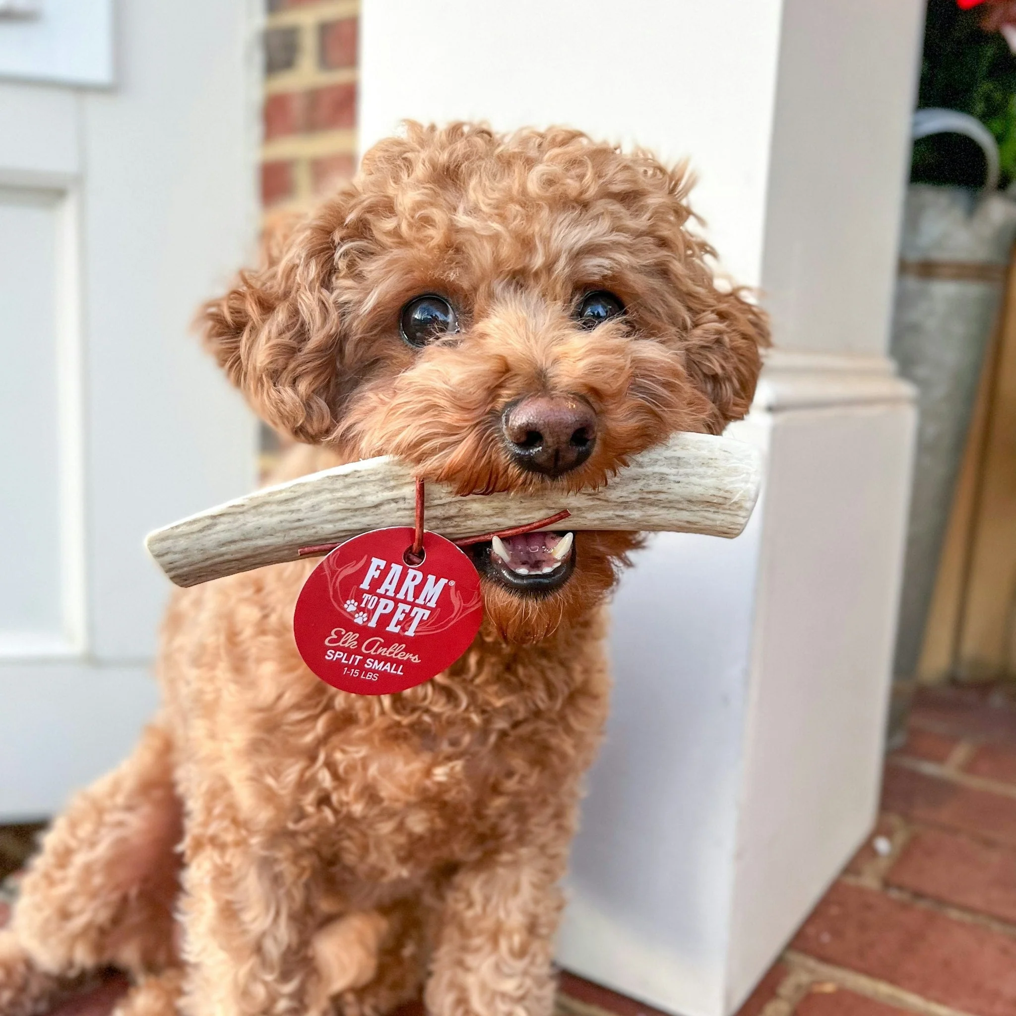 Elk Antler Dog Chews | All-Natural Whole and Split Elk Antler Chews for Dogs - Image 5