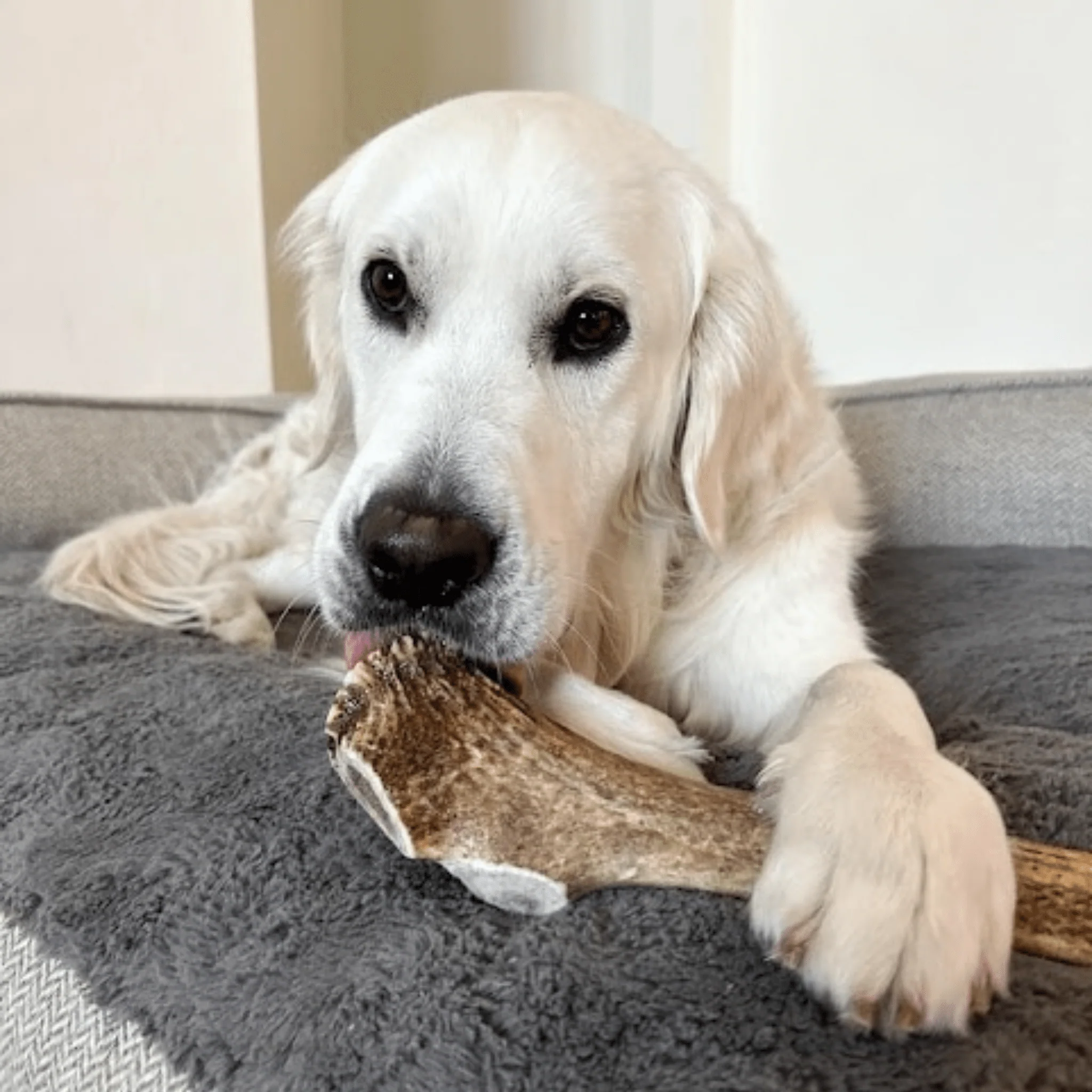 Elk Antler Dog Chews | All-Natural Whole and Split Elk Antler Chews for Dogs - Image 55