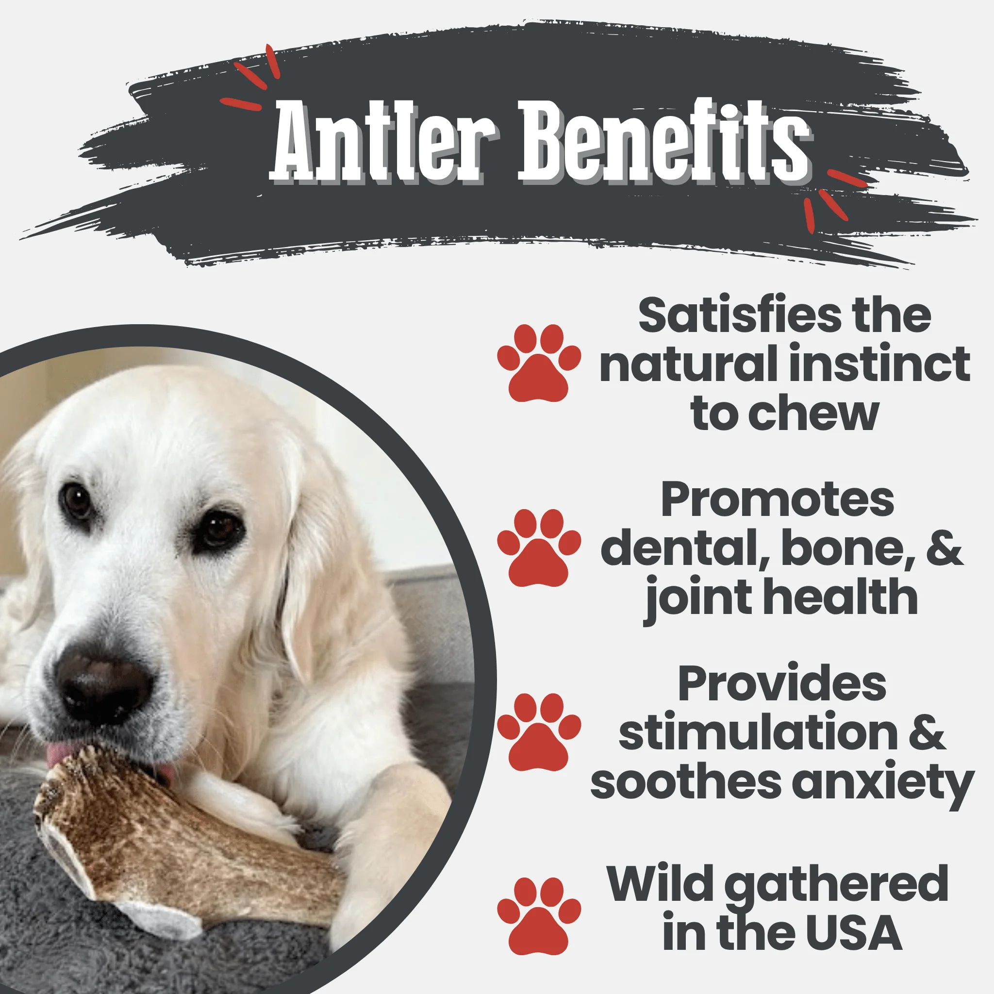 Elk Antler Dog Chews | All-Natural Whole and Split Elk Antler Chews for Dogs - Image 57