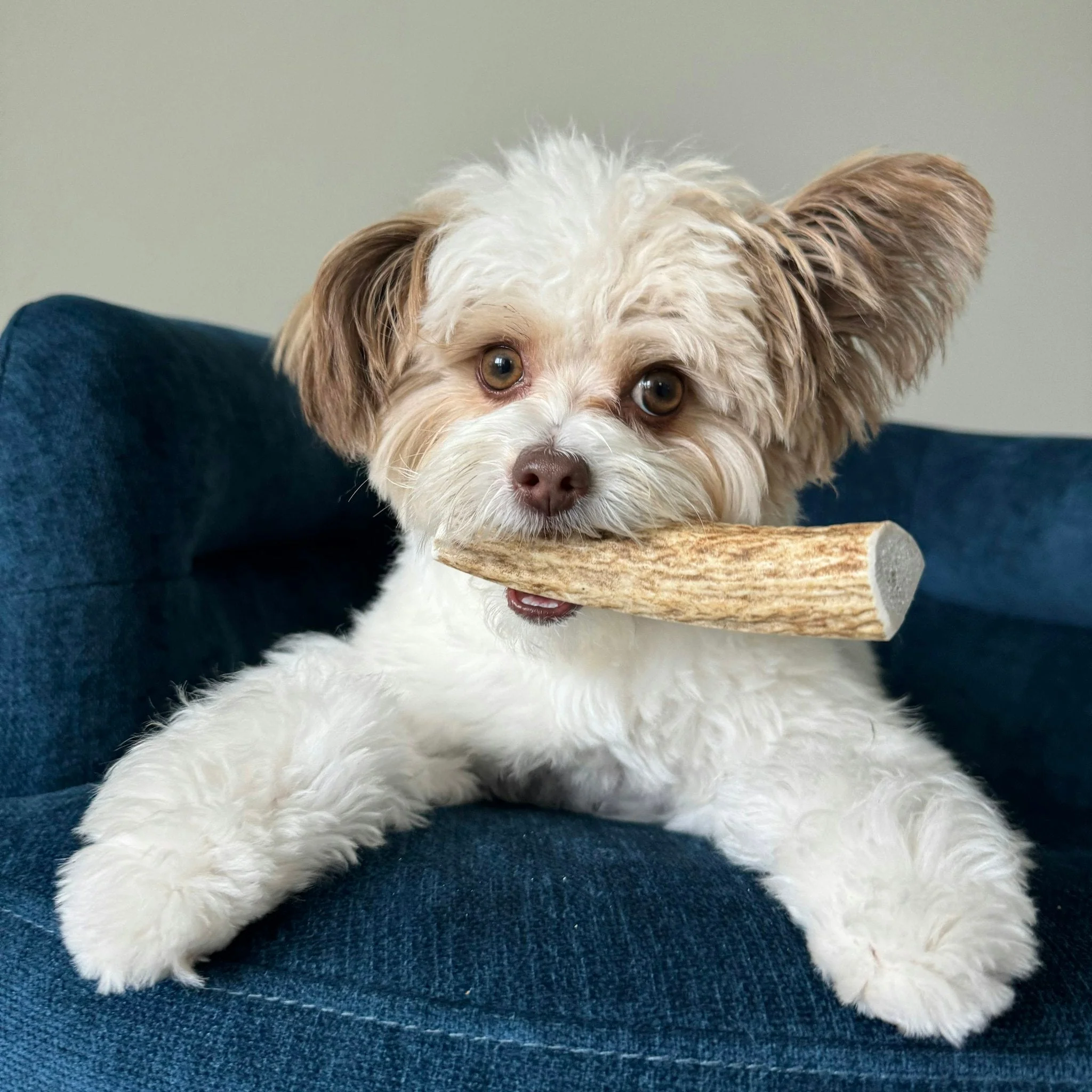 Elk Antler Dog Chews | All-Natural Whole and Split Elk Antler Chews for Dogs - Image 6